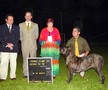 In Memorian - Fila Brasileiro Tigrado - Canil Singular - Podiuns